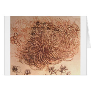 Ornithogalum (étoile de Bethlehem)