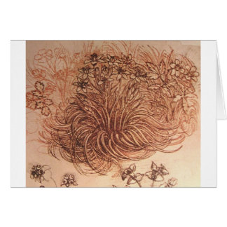 Ornithogalum (ster van Bethlehem)