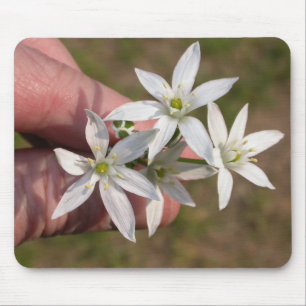 Ornithogalum umbellatum muismat
