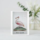 Ornithologie - American Spoonbill Briefkaart (Staand voorkant)