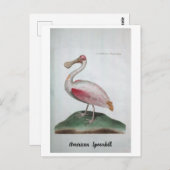 Ornithologie - American Spoonbill Briefkaart (Voorkant / Achterkant)