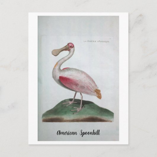 Ornithologie - American Spoonbill Briefkaart (Voorkant)