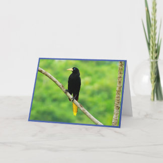 Oropendola gevouwen Wenskaart Bedankkaart