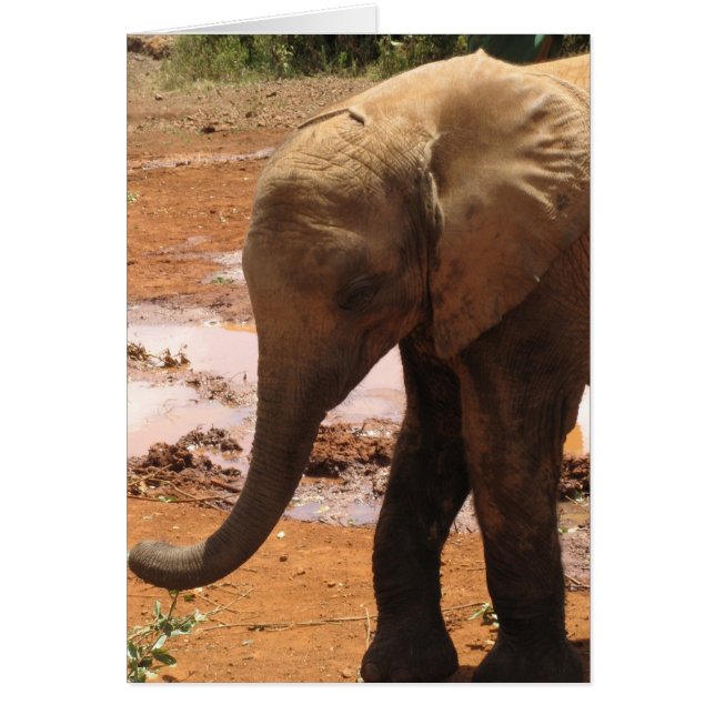 Orphan Baby Elephant (Voorkant)