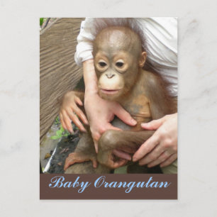 Orphan Baby Orangutan Briefkaart