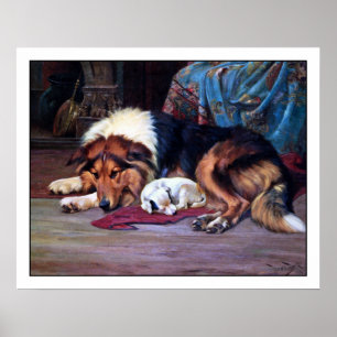 Orphan Dog met Collie - Kunstafdrukken Poster