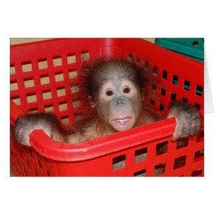 Orphelin d'orang-outan de bébé