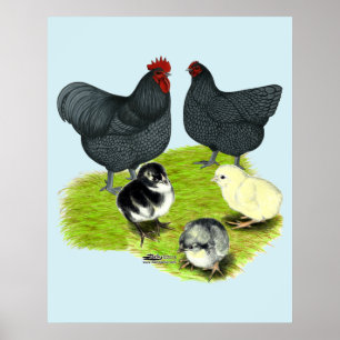 Orpington Blauwe Kippenfamilie Poster