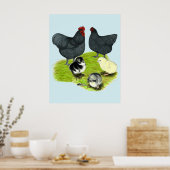 Orpington Blue Chicken Family Poster (Keuken)