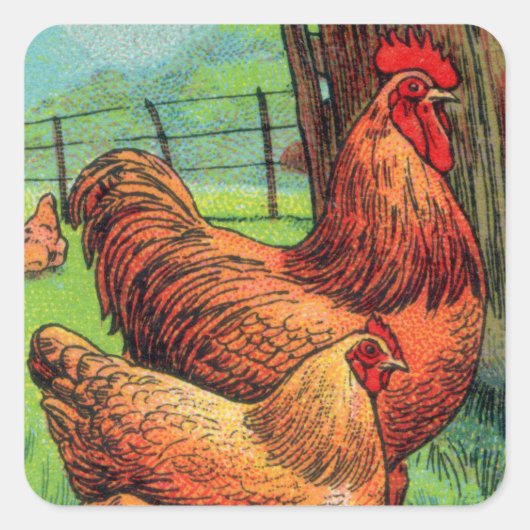  Orpington Chicken Vierkante Sticker (Voorkant)
