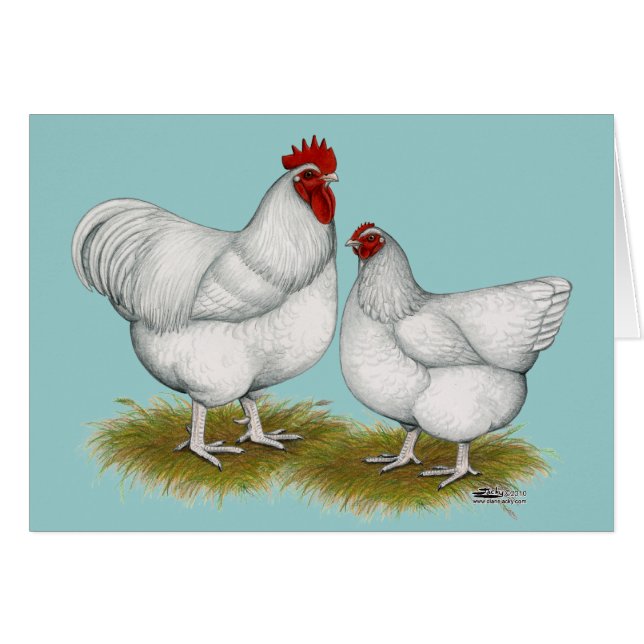 Orpington : Paire blanche (Devant Horizontal)