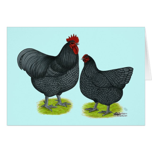 Orpington :  Paires bleues (Devant Horizontal)