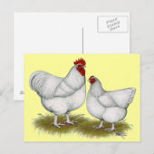 Orpington: White Pair Briefkaart (Voorkant / Achterkant)