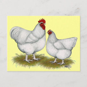 Orpington:  White Pair Briefkaart