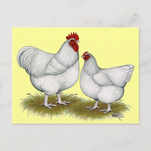 Orpington: White Pair Briefkaart (Voorkant)