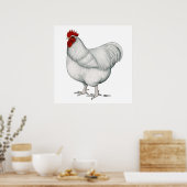 Orpington White Rooster Poster (Keuken)