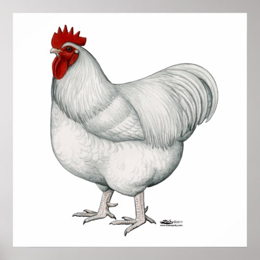 Orpington White Rooster Poster (Voorkant)