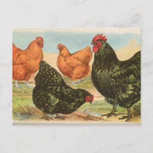 Orpingtons Briefkaart