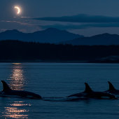 Orques à la nuit - Killer Whale Jigsaw Puzzle