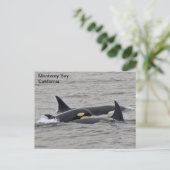 Orques sur la carte postale de Monterey Bay (Debout devant)
