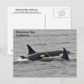 Orques sur la carte postale de Monterey Bay (Devant / Derrière)