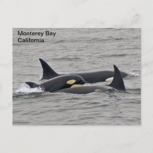 Orques sur la carte postale de Monterey Bay (Devant)