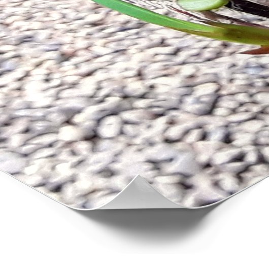 orquidea poster (Hoek)