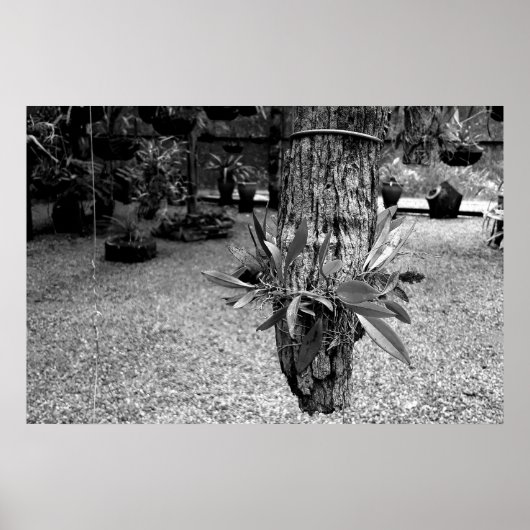 orquideas 02 poster (Voorkant)