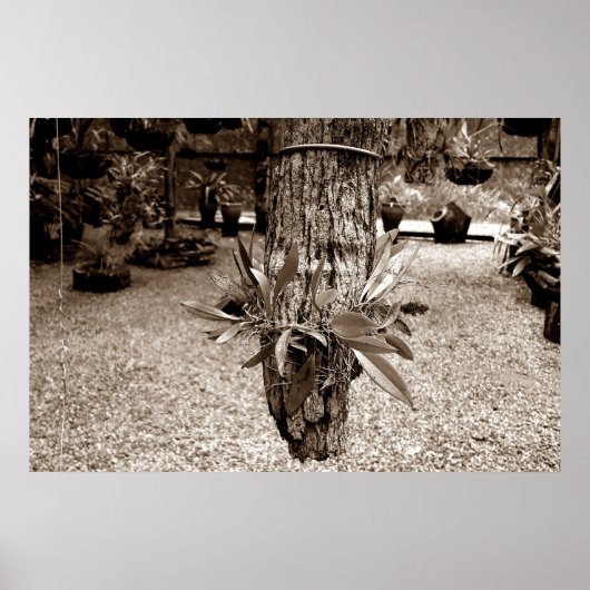 orquideas 03 poster (Voorkant)