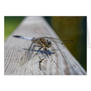 Orthetrum cancatum