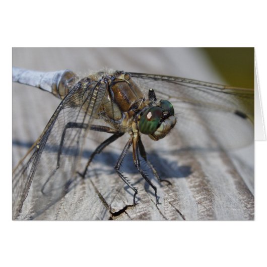 Orthetrum cancellatum (Devant horizontal)