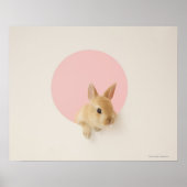 Oryctolagus cuniculus 3 poster (Voorkant)