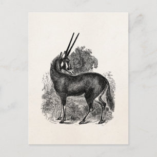Oryx Antelope Gazelle Persoonlijke dieren Briefkaart