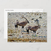 Oryx etosha briefkaart (Voorkant / Achterkant)