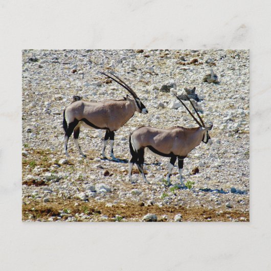 Oryx etosha briefkaart (Voorkant)