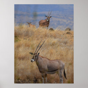 Oryx in Afrika Poster