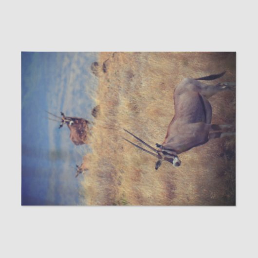 Oryx in Afrika Tissuepapier (Voorkant)