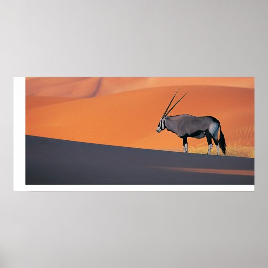 Oryx Poster (Voorkant)