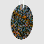 Os de dinosaure pétrifié (devant)