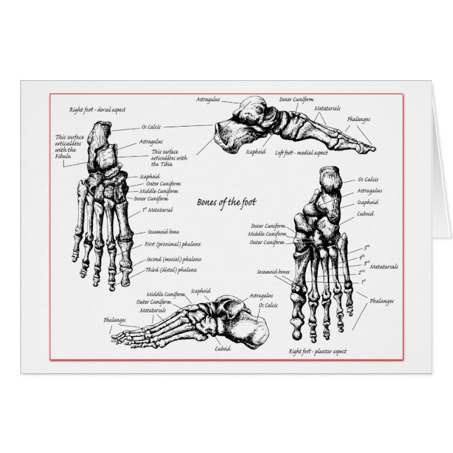 Os de pied (Devant horizontal)