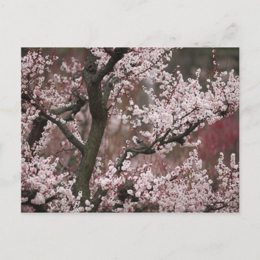 Osaka, Japan Briefkaart (Voorkant)