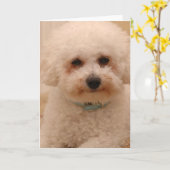 Oscar Bichon Frise Kaart (Gele Bloem)