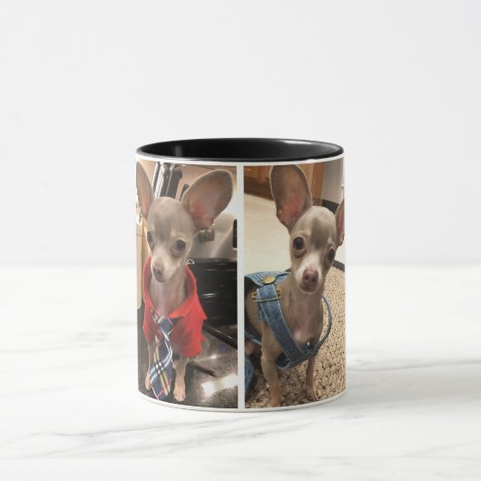 Oscar de Blue Chihuahua-mok Mok (Midden)