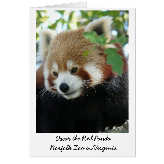 Oscar de Rode Panda (Voorkant)