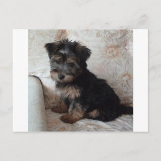 Oscar the Yorkshire Terrier Puppy Briefkaart
