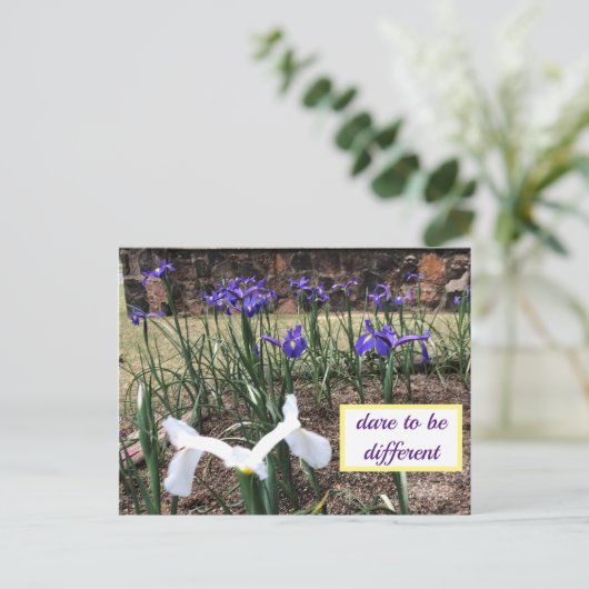 Oser être différent Carte postale Irises (Debout devant)