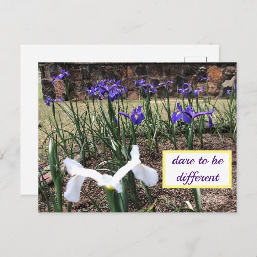 Oser être différent Carte postale Irises (Devant / Derrière)