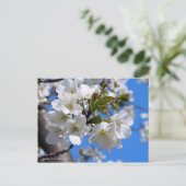 Oshima Cherry Blossom [Briefkaart] Briefkaart (Staand voorkant)
