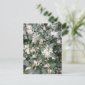 Osmanthus Burkwoodii dans la carte postale du parc (Debout devant)