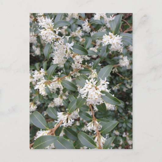 Osmanthus Burkwoodii dans la carte postale du parc (Devant)
